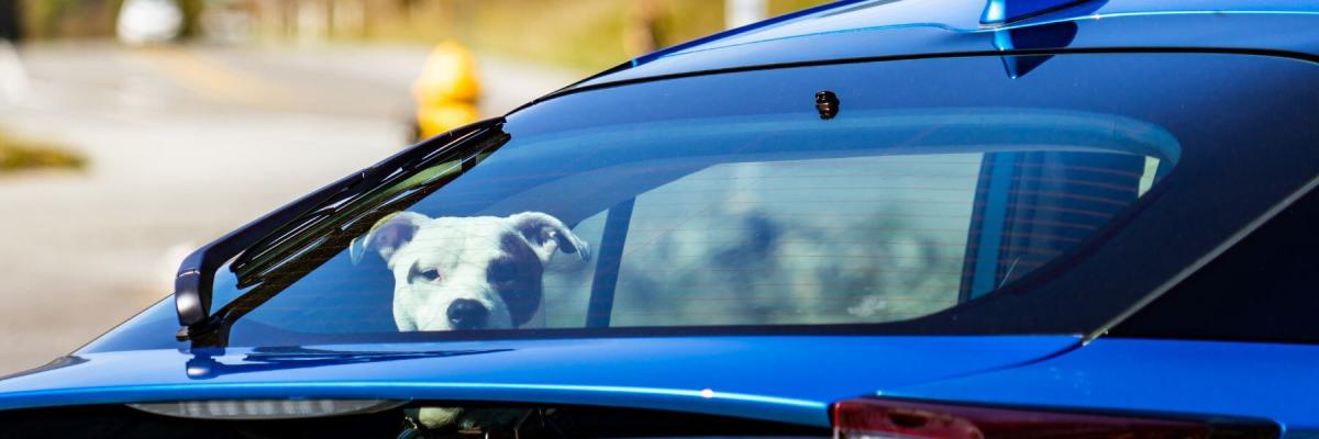 White Dog Looking Out the Back Window of A Toyota Prius
