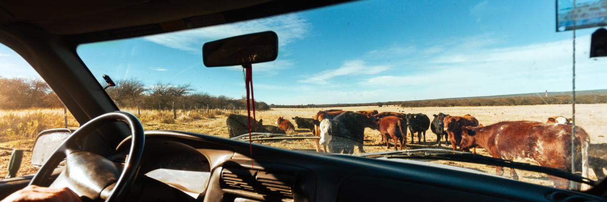 Diesel pickup truck on a ranch, several cows seen through the windshield of a pickup truck